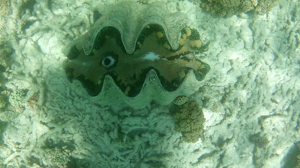 fhd0052.jpg