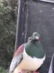 dunz326_small.jpg